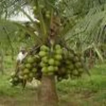 Coconut Hybrid Plant